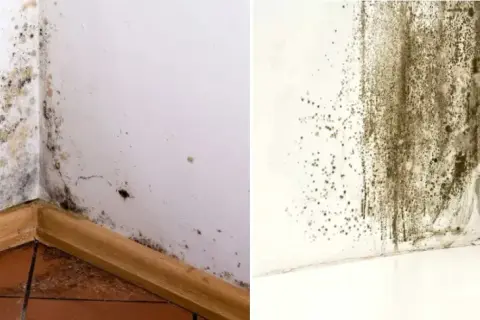 Jak napisać pismo do spółdzielni mieszkaniowej w sprawie grzyba?